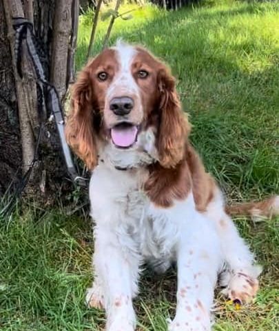 Welsh Springer Spaniel 4 år m/SKK reg