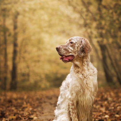 Fosterhjem for hund søkes- Dyrebeskyttelsen Norge Nord- Jæren