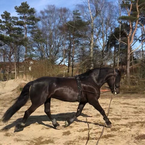 Annonsebilde