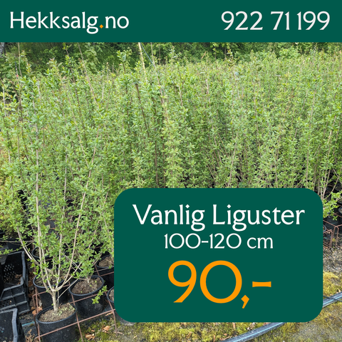 Annonsebilde