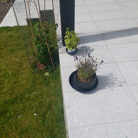 Annonsebilde