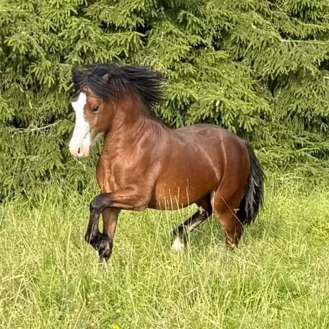 Annonsebilde