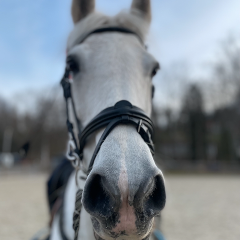 Annonsebilde