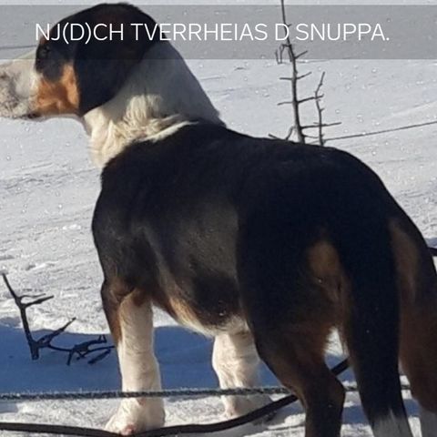 Annonsebilde