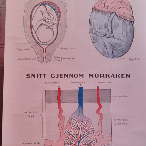 Annonsebilde