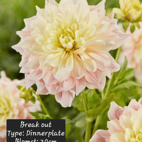 Annonsebilde