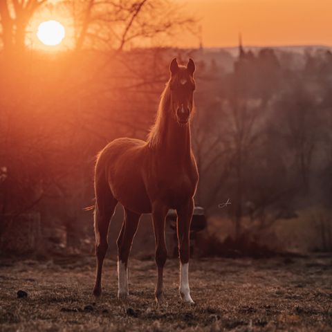 Annonsebilde