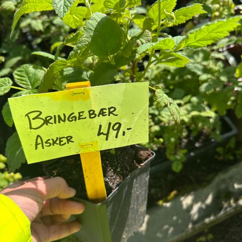 Annonsebilde