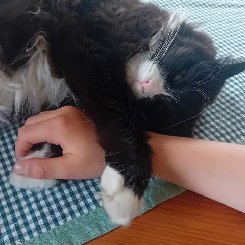 Annonsebilde