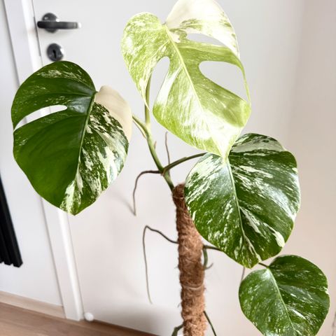 Annonsebilde