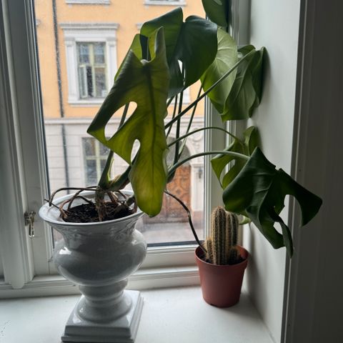 Annonsebilde