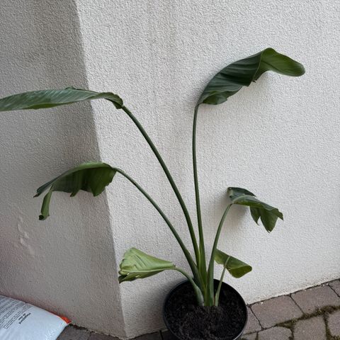 Annonsebilde