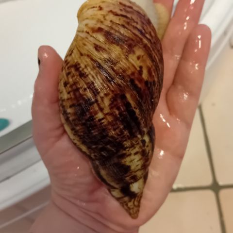 Annonsebilde