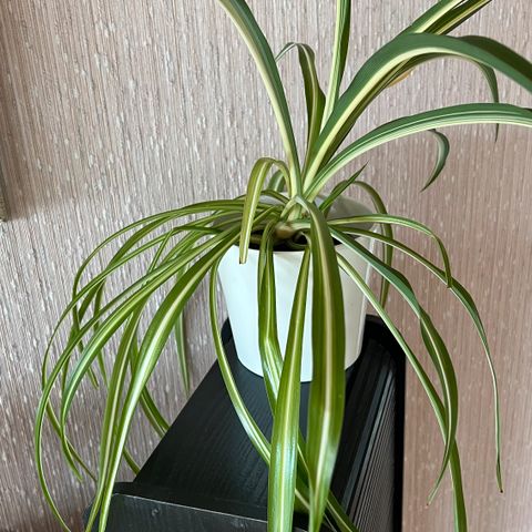 Annonsebilde