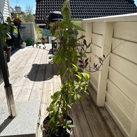 Annonsebilde