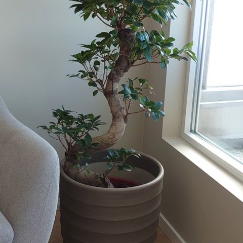 Bonsai Tre Oslo