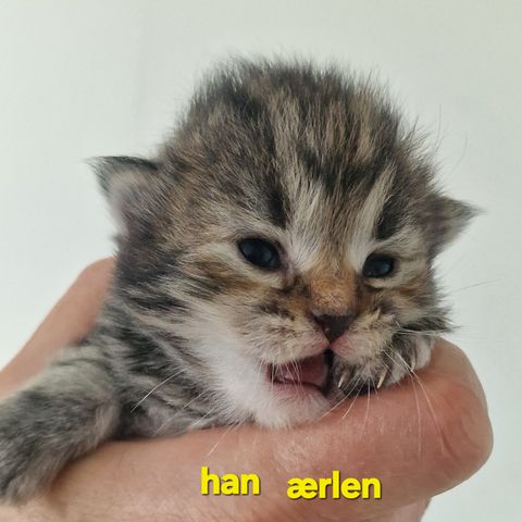 Annonsebilde