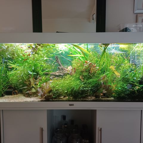 Annonsebilde