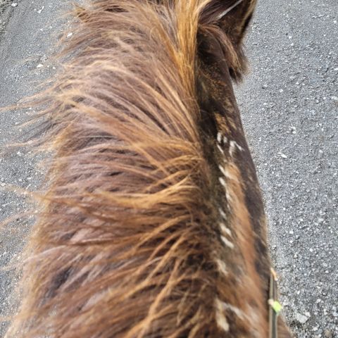 Annonsebilde