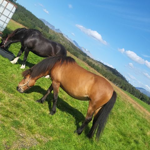 Annonsebilde