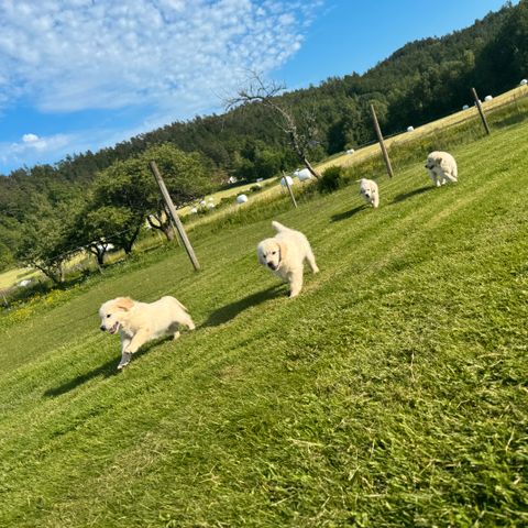 Annonsebilde