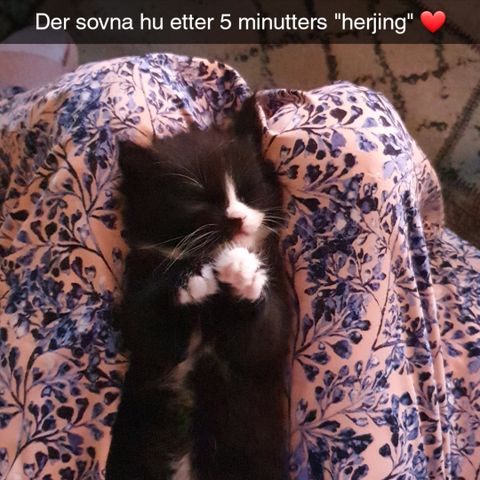 Annonsebilde