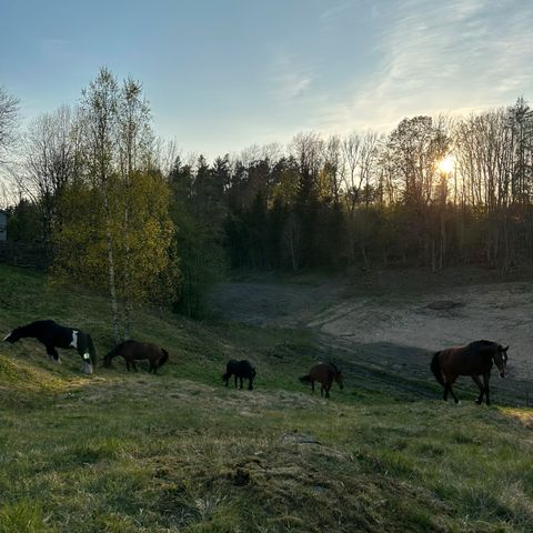 Annonsebilde