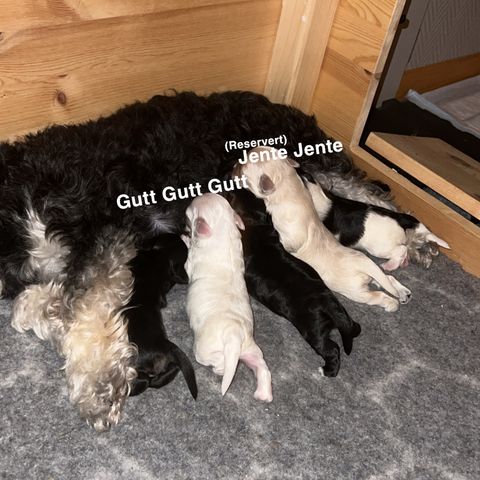 Annonsebilde