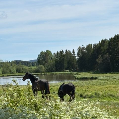 Annonsebilde