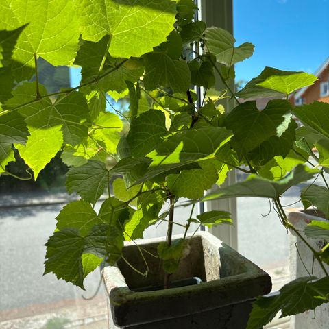 Annonsebilde