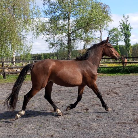 Annonsebilde