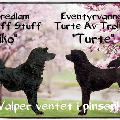 Annonsebilde