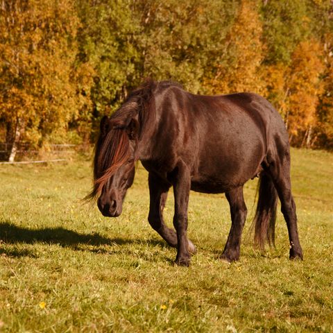 Annonsebilde