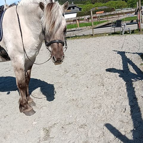 Annonsebilde