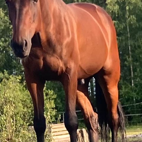 Annonsebilde