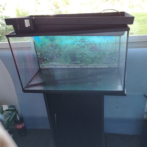 Pent brukt akvarium med lokk og lys selges. L 61, B 31 H 41 Akvarium 70 L pent brukt med alt utstyr | FINN.no
