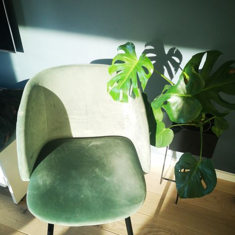 2 lekre søstrene grene stoler i rosa velur | FINN.no 2 lekre søstrene grene stoler i rosa velur | FINN.no