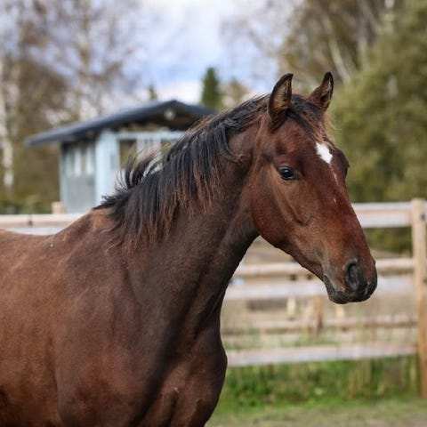 Annonsebilde
