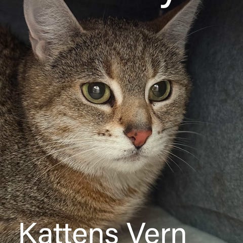Annonsebilde