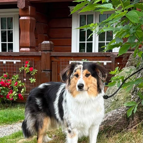 Annonsebilde
