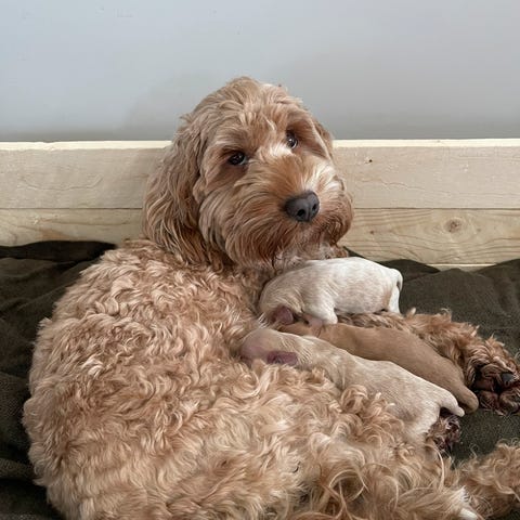 Nydelige Cockapoo valp selges kr 26 000 | FINN-torget