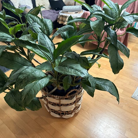 Levering Plante Potte Bali Rahvid main image 1