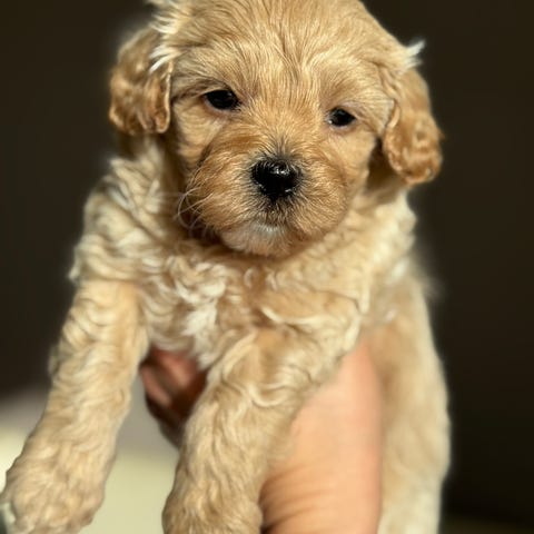 Herlige Mini Cockapoo valper - forventet voksenvekt 5-8 kg | FINN-torget