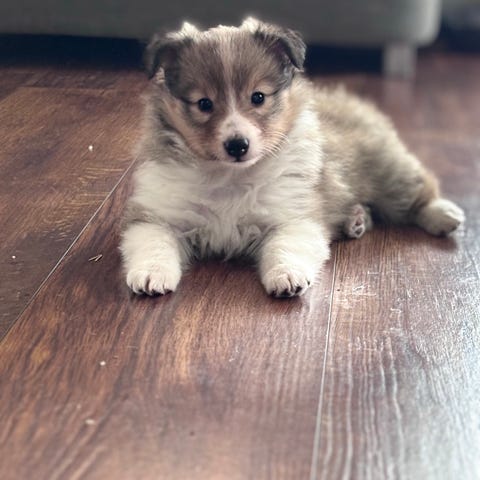 shetland-sheepdog-valper-finn-torget