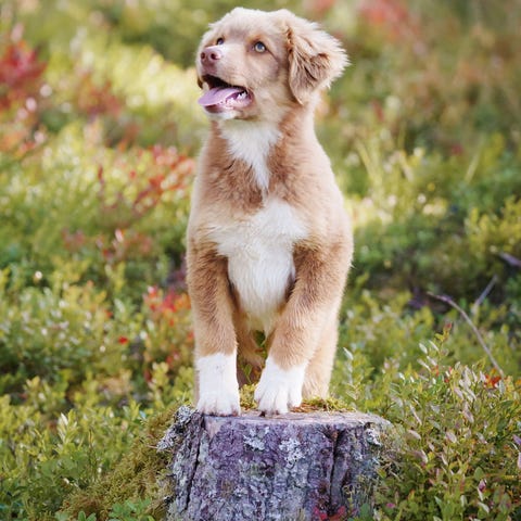 Miniature bull terrier tispe valp | FINN-torget