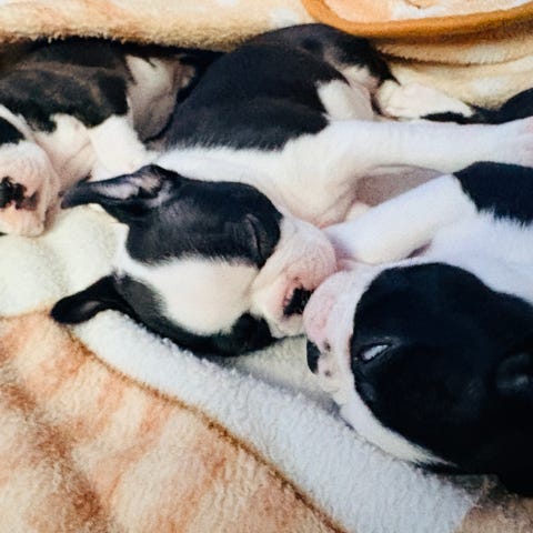 Miniature bull terrier tispe valp | FINN-torget