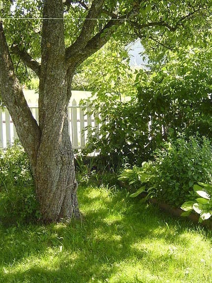 Store frukttrær Galleribilde