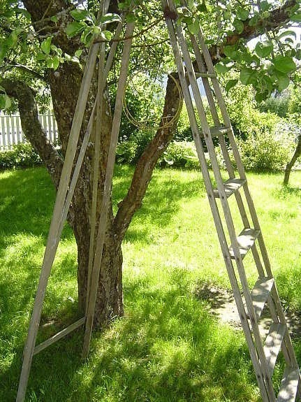 Det store vakre epletreet Galleribilde