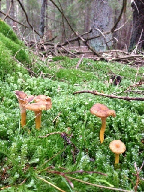 Masse sopp Galleribilde