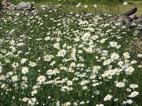 Vakker blomstereng Galleribilde